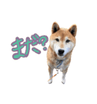 柴犬ごろうの生活（個別スタンプ：7）