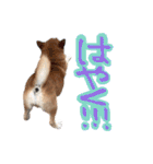 柴犬ごろうの生活（個別スタンプ：8）