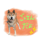 柴犬ごろうの生活（個別スタンプ：9）