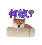 柴犬ごろうの生活（個別スタンプ：10）