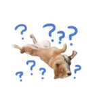 柴犬ごろうの生活（個別スタンプ：11）