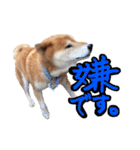 柴犬ごろうの生活（個別スタンプ：12）