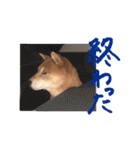 柴犬ごろうの生活（個別スタンプ：13）