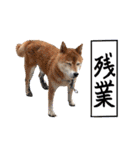 柴犬ごろうの生活（個別スタンプ：14）