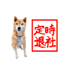 柴犬ごろうの生活（個別スタンプ：15）