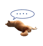 柴犬ごろうの生活（個別スタンプ：16）