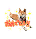 柴犬ごろうの生活（個別スタンプ：17）
