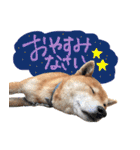 柴犬ごろうの生活（個別スタンプ：18）