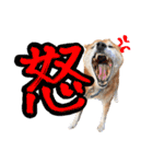 柴犬ごろうの生活（個別スタンプ：19）