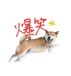 柴犬ごろうの生活（個別スタンプ：20）
