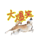 柴犬ごろうの生活（個別スタンプ：21）