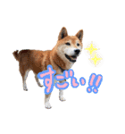柴犬ごろうの生活（個別スタンプ：22）