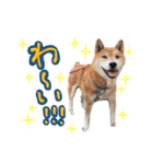 柴犬ごろうの生活（個別スタンプ：23）