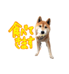 柴犬ごろうの生活（個別スタンプ：24）