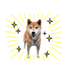 柴犬ごろうの生活（個別スタンプ：25）