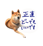 柴犬ごろうの生活（個別スタンプ：26）
