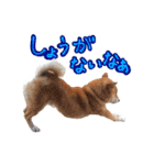 柴犬ごろうの生活（個別スタンプ：27）