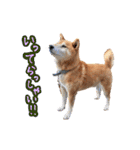柴犬ごろうの生活（個別スタンプ：28）