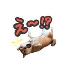 柴犬ごろうの生活（個別スタンプ：29）