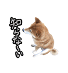 柴犬ごろうの生活（個別スタンプ：30）