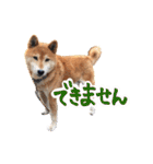柴犬ごろうの生活（個別スタンプ：31）