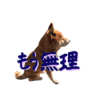 柴犬ごろうの生活（個別スタンプ：32）