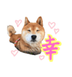 柴犬ごろうの生活（個別スタンプ：33）