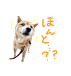 柴犬ごろうの生活（個別スタンプ：34）
