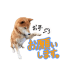 柴犬ごろうの生活（個別スタンプ：35）