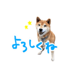 柴犬ごろうの生活（個別スタンプ：36）