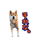 柴犬ごろうの生活（個別スタンプ：37）