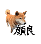柴犬ごろうの生活（個別スタンプ：38）