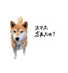 柴犬ごろうの生活（個別スタンプ：39）