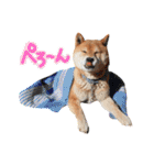柴犬ごろうの生活（個別スタンプ：40）