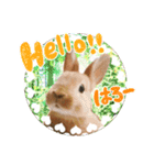 ミニウサギのピーターくん（個別スタンプ：1）