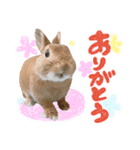 ミニウサギのピーターくん（個別スタンプ：7）