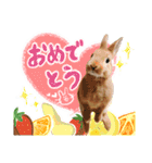 ミニウサギのピーターくん（個別スタンプ：8）