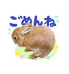 ミニウサギのピーターくん（個別スタンプ：10）