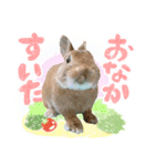 ミニウサギのピーターくん（個別スタンプ：11）