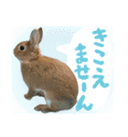 ミニウサギのピーターくん（個別スタンプ：12）