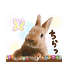 ミニウサギのピーターくん（個別スタンプ：14）