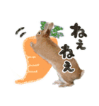 ミニウサギのピーターくん（個別スタンプ：15）