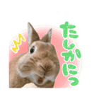 ミニウサギのピーターくん（個別スタンプ：16）