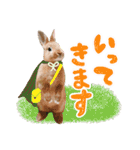 ミニウサギのピーターくん（個別スタンプ：17）