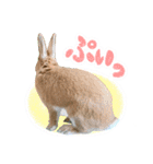 ミニウサギのピーターくん（個別スタンプ：19）