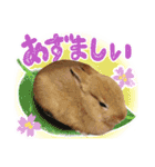 ミニウサギのピーターくん（個別スタンプ：20）