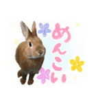 ミニウサギのピーターくん（個別スタンプ：22）