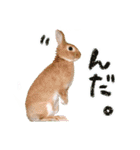 ミニウサギのピーターくん（個別スタンプ：24）