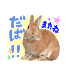 ミニウサギのピーターくん（個別スタンプ：25）