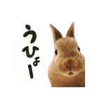 ミニウサギのピーターくん（個別スタンプ：26）